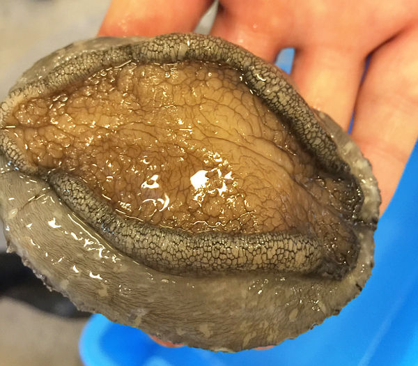 wynnpalace_abalone600